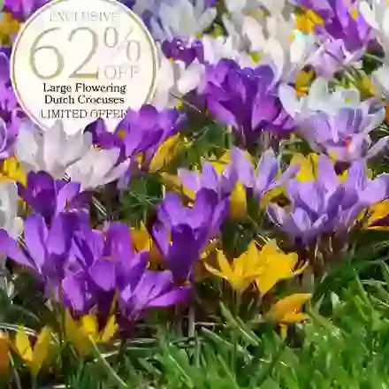 Flower Record